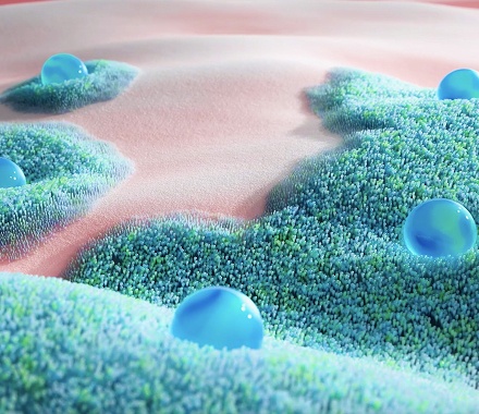 Швидко розмножуються****, щоб відновити та захистити мікрофлору кишечника*